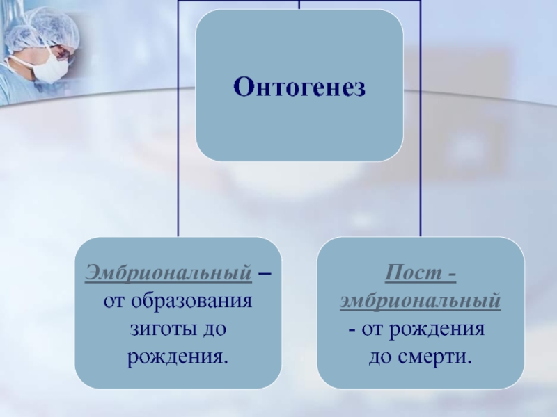 Индивидуальное развитие организма 8 класс презентация