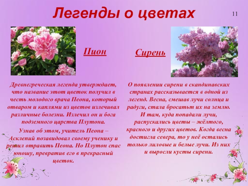 Легенды о цветахПионДревнегреческая легенда утверждает, что название этот цветок получил в честь молодого врача Пеона, который отваром