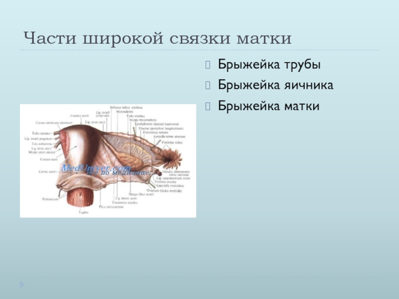 Связки матки схема