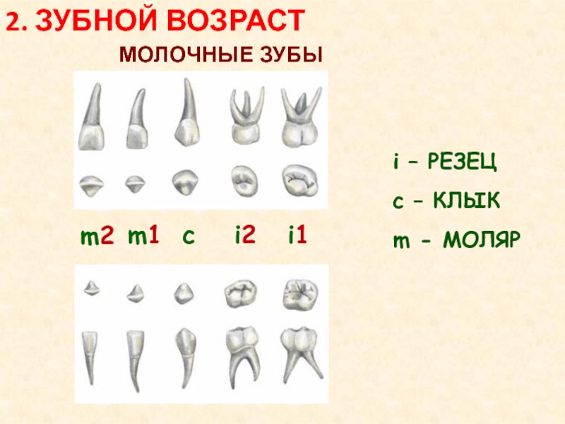 Зубной возраст