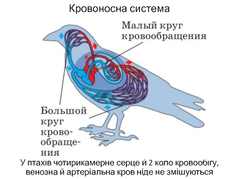 Дополните схему большого круга кровообращения у птиц