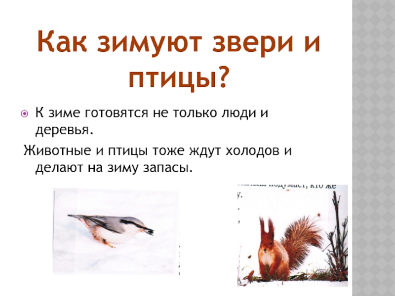 Текст 1 лес готовится к зиме. Птицы готовятся к зиме. Звери и птицы готовятся к зиме. Как зимуют звери. Как животные готовятся к зиме.