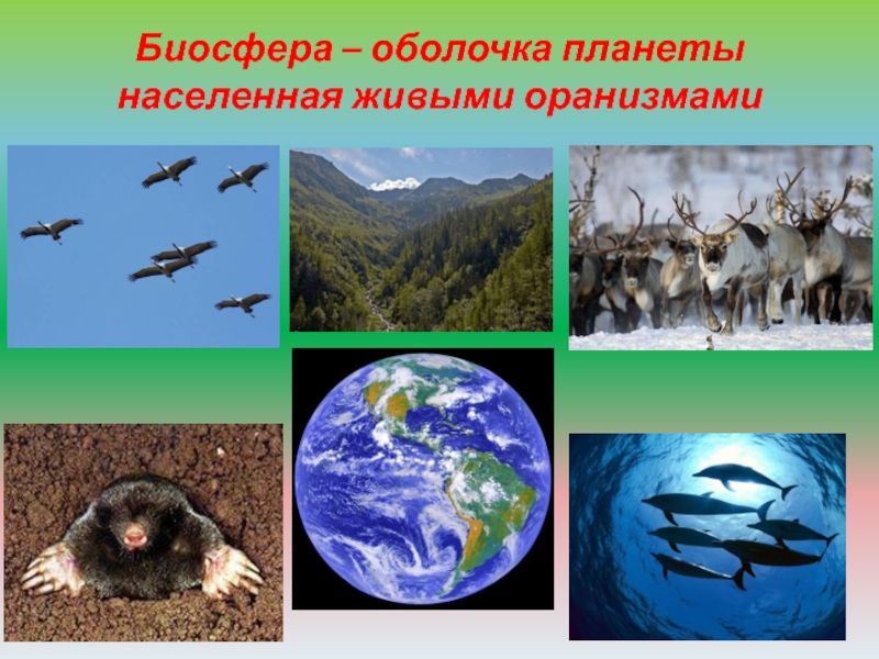 Атмосфера защищает живые организмы населяющие. Биосфера — Живая оболочка планеты. Биосфера это в экологии. Биосфера картинки. Биосфера земли животными.