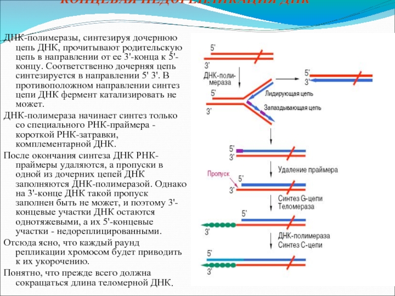 Цепь днк комплементарная цепи рнк. Концевая недорепликация линейных ДНК. ДНК полимераза схема. Плюс и минус цепь ДНК. Направление цепей ДНК.