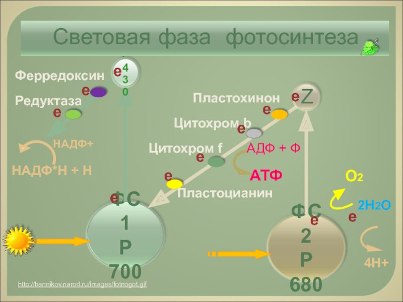 Световая фаза фотосинтеза схема