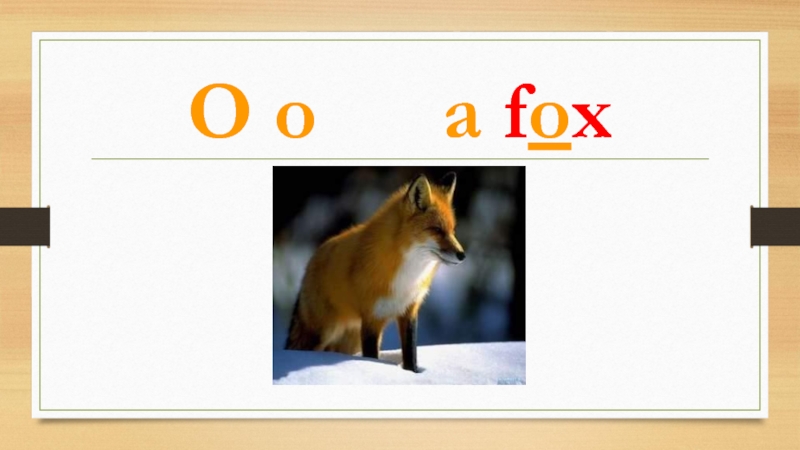 O o   a fox