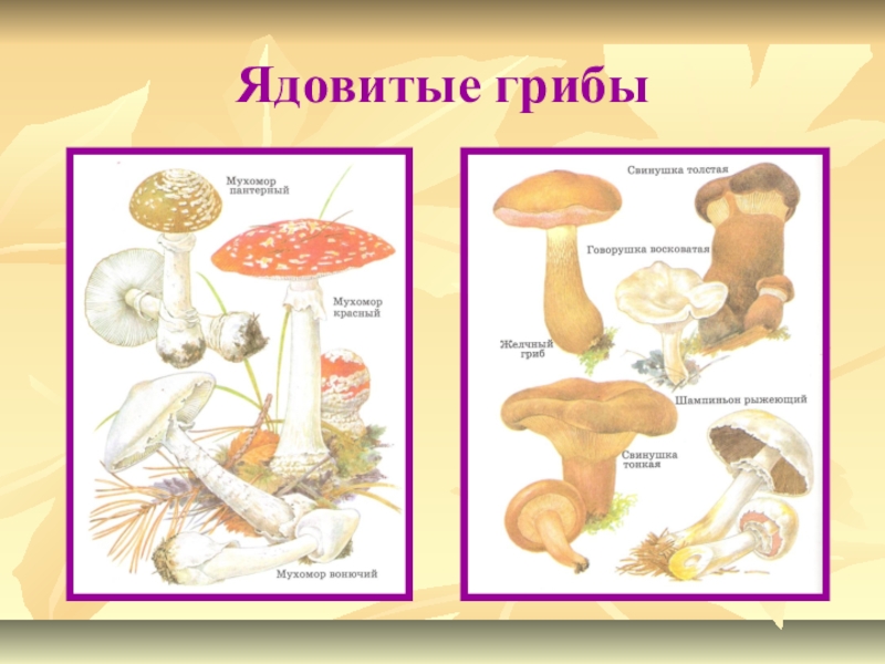 Грибы 4 класс окружающий. Ядовитые грибы 3 класс окружающий мир рабочая. Несъедобные грибы 2 класс окружающий. Несъедобные грибы 3 класс окружающий мир. Ядовитые грибы окружающий мир.