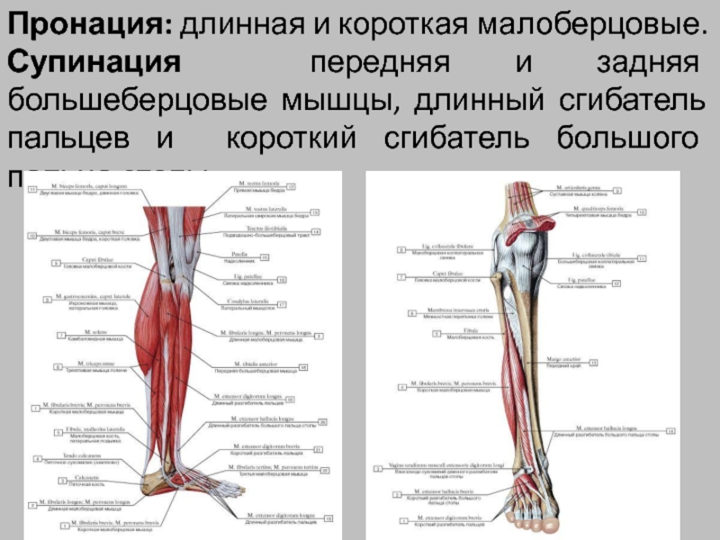 Супинация и пронация предплечья