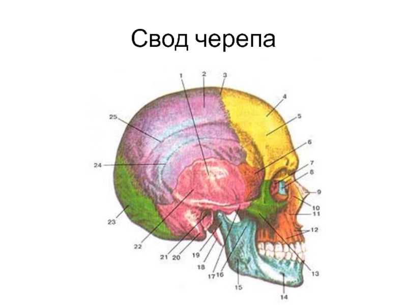 Мозговая лицевая часть черепа. Кости, образующие свод мозгового черепа. Кости свода мозгового отдела черепа. Кости, образующие свод черепа (крыша). Свод крыша черепа образован.