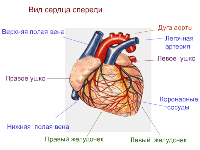 Полые вены сердца. Верхняя полая Вена сердца. Сердце вид спереди.