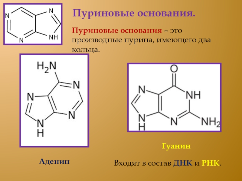 Структуры оснований. Пурин аденин. Пуриновые основания аденин (6-аминопурин). Пуриновых нуклеозидов (гуанина). Пурин аденин гуанин.