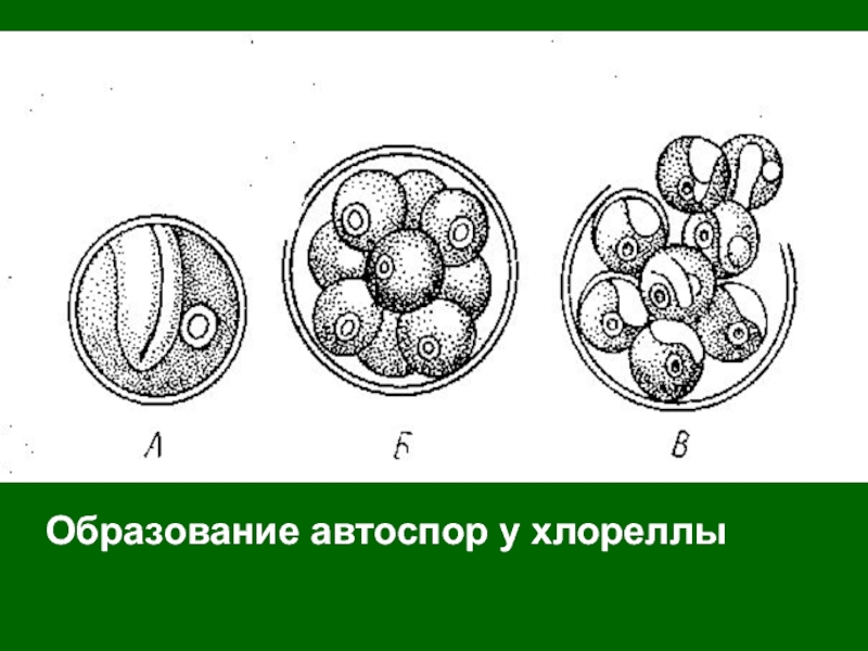 Размножение хлореллы рисунок