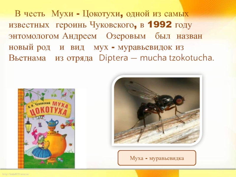 В честь Мухи - Цокотухи, одной из самых известных героинь Чуковского, в 1992 году энтомологом Андреем