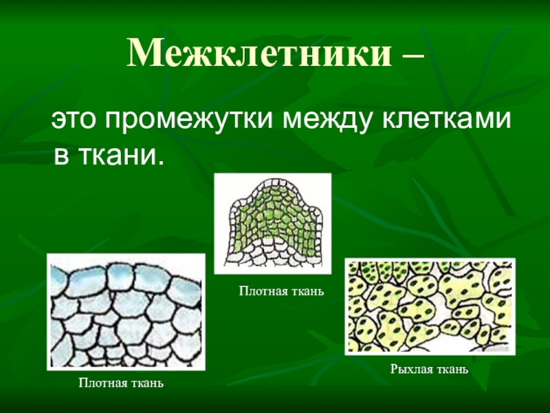 Презентация Основы исследований тканей растений обучающимися