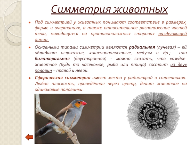 Тип симметрии животного птицы