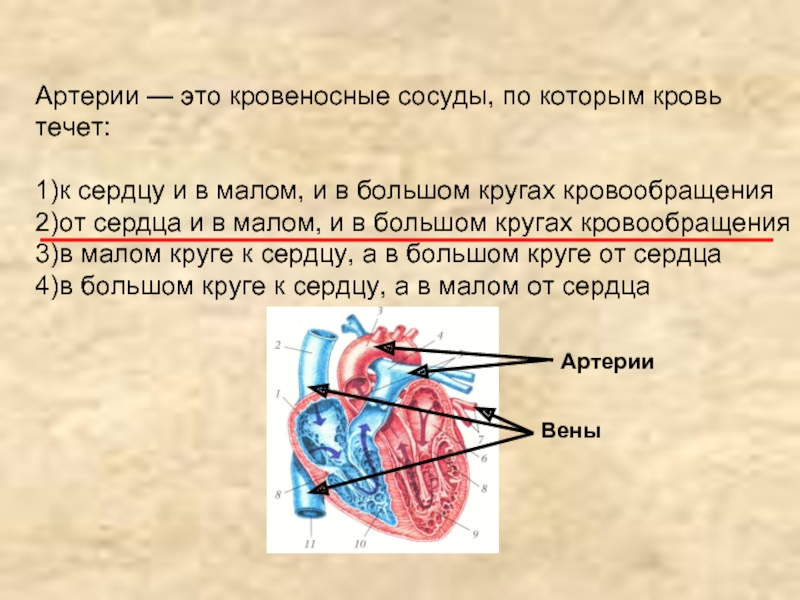 Какой цифрой на рисунке обозначена камера сердца в которую кровь поступает из малого круга