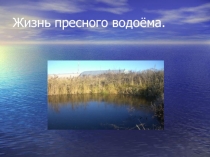 Жизнь в пресных водоёмах