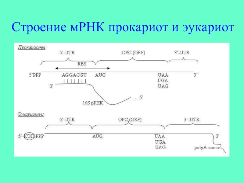 Трансляция у прокариот и эукариот. Структура матричной РНК эукариот. Структура МРНК прокариот. Строение МРНК прокариот. Строение информационных РНК прокариот.