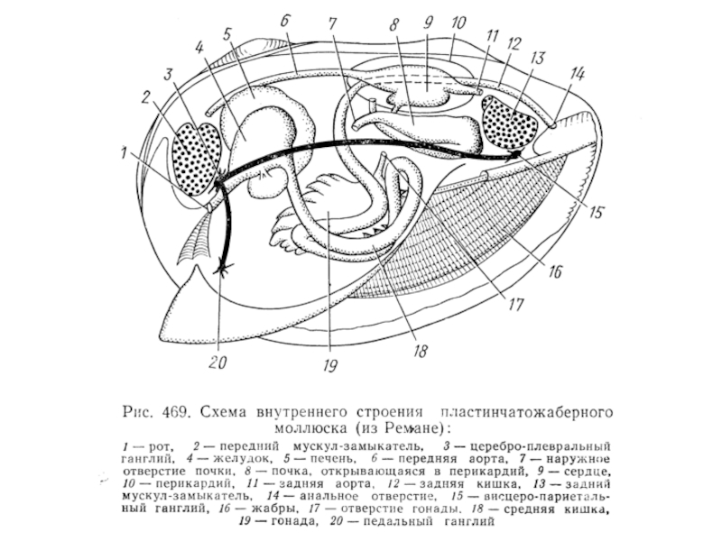 Состав мидии схема