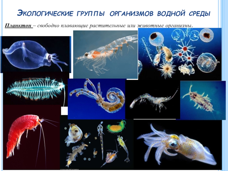 В верхнем слое воды обитает больше организмов. Плейстон планктон Нектон бентос. Гидробионты планктон Нектон бентос. Фитопланктон зоопланктон бентос. Планктон фитопланктон и зоопланктон.