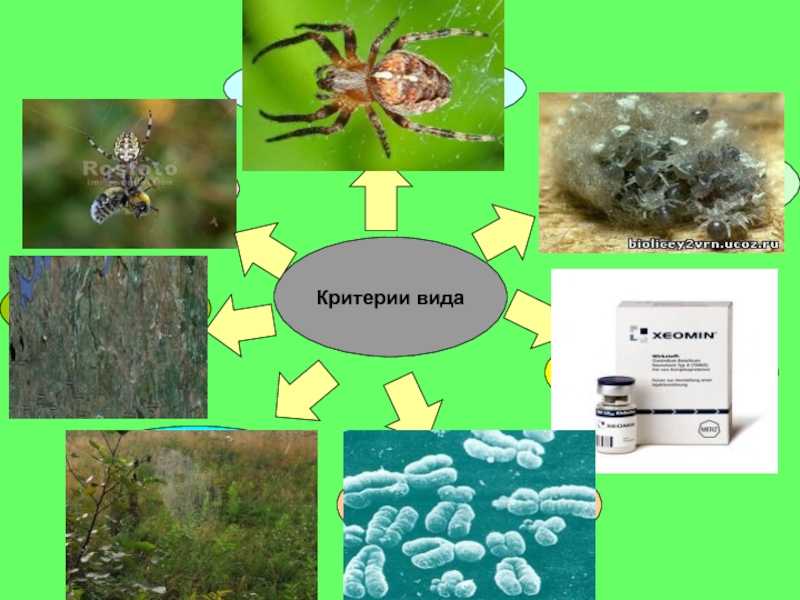 Вид критерии вида презентация 9 класс пасечник