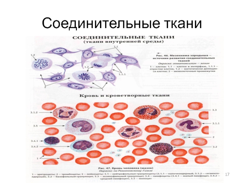 3 соединительные ткани. Соединительная ткань сердца. Происхождение соединительной ткани. Опорно соединительные ткани человека анатомия. Белком соединительной ткани является.