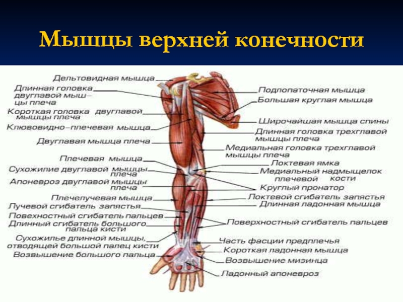 Мышцы верхних конечностей. Мышцы свободной верхней конечности сзади. Глубокие мышцы верхней конечности сзади. Мышцы верхней конечности вид спереди. Поверхностные мышцы верхней конечности спереди.