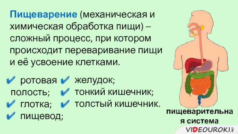 Какой фермент вырабатывает изображенный на рисунке орган пищеварительной системы человека