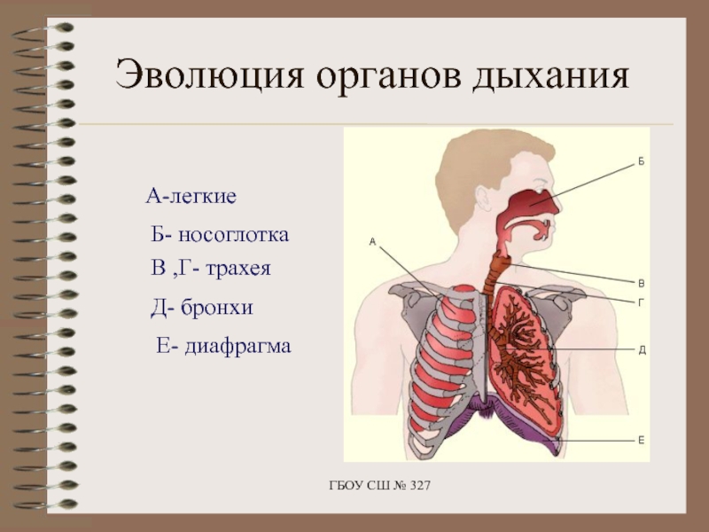 Легочный тип дыхания характерен. Эволюция органов дыхания трахея. Трахея легкие диафрагма. Особенности строения органов дыхания. Строение органов дыхания диафрагма.