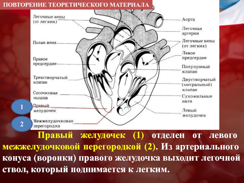 Правом желудочке. Правый желудочек сердца анатомия артериальный конус. Conus Arteriosus правого желудочка. Сердце анатомия артериальный конус. Правый желудочек легочный ствол.