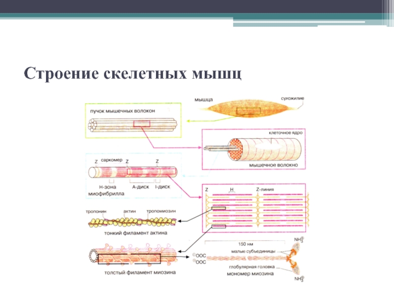 Какую функцию выполняет скелетная мускулатура. Строение и функции скелетных мышц. Структура и функция скелетной мышцы. Скелетная мускулатура строение и функции. Строение скелетной мышцы схема.