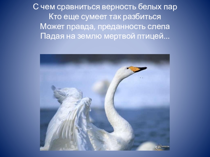 Белая лебедь песня хубиев