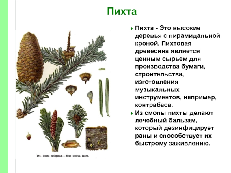 Пихта сибирская фото и описание дерева