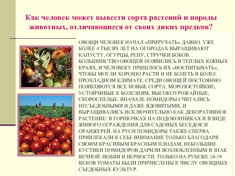 Выведение сортов