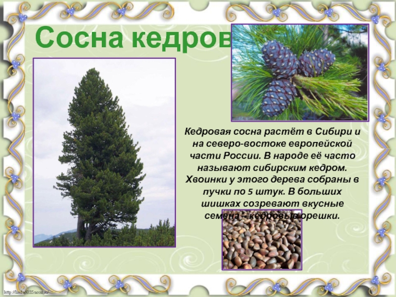 Сосна природная зона. Европейская Кедровая сосна в России. Сибирский кедр презентация. Кедровую сосну в народе называют. Хвоинка кедра в пучке.