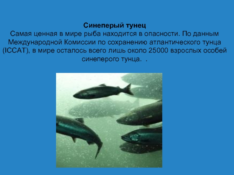 Синеперый тунец Самая ценная в мире рыба находится