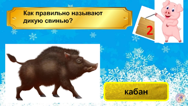 Винни пух свинья или кабан. Слово кабан наоборот. Винни пух свинья или кабан ответ. Год свиньи или кабана как правильно. 1995 Кабан или свинья.