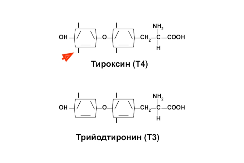 Тироксин температура