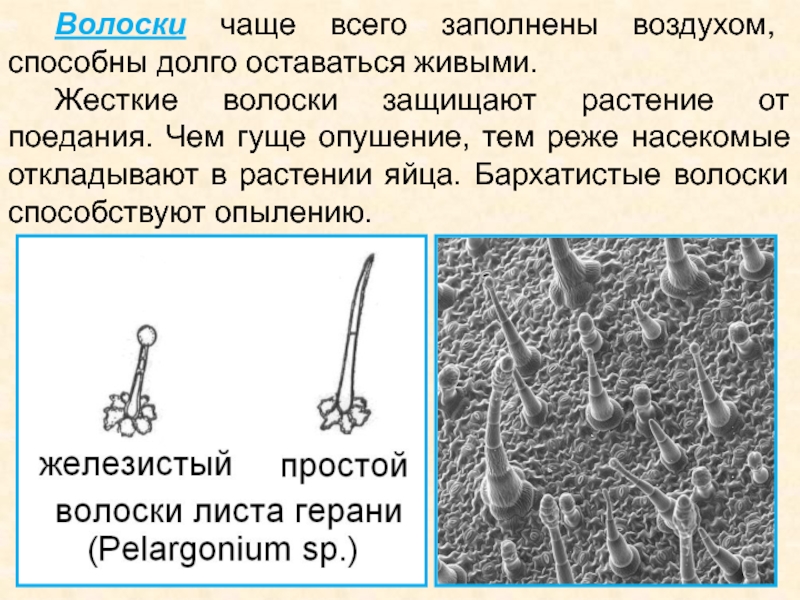 Жесткие волоски