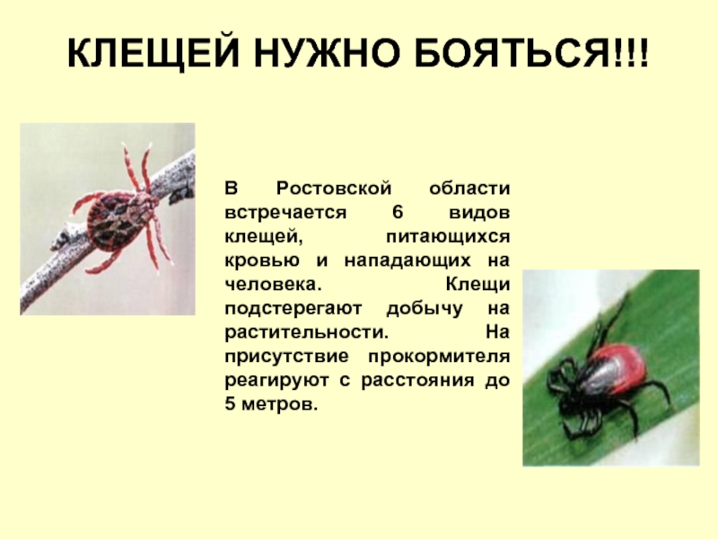Зачем нужны клещи в природе. Разновидности клещей. Клещи в Ростовской области. Клещи в Ростовской области виды.