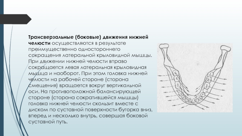 Движение нижней челюсти. Биомеханика нижней челюсти трансверзальные движения нижней челюсти. Трансверзальные (боковые) движения нижней челюсти. Латеральное движение нижней челюсти. Трансверзальные движения нижней.