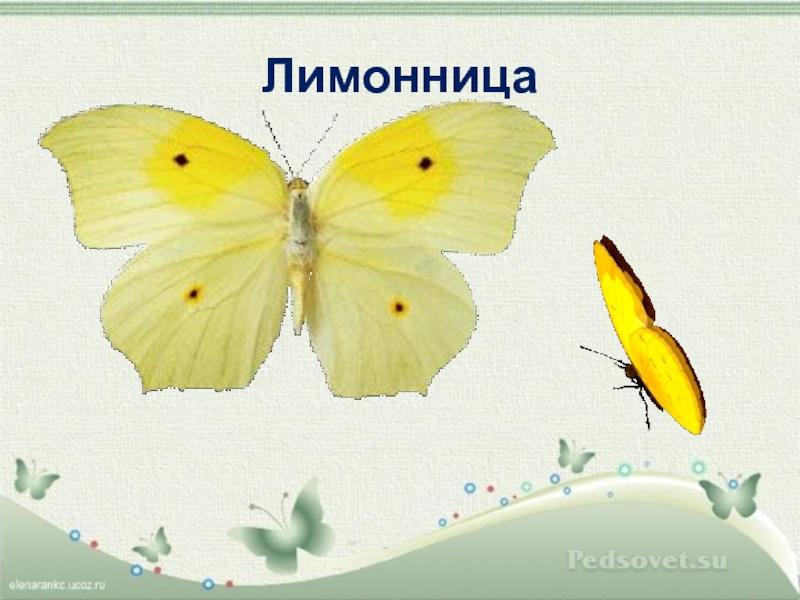 Лимонница красиво. Бабочка лимонница картинка для детей. Проект про лимонницу. Бабочка лимонница рисунок