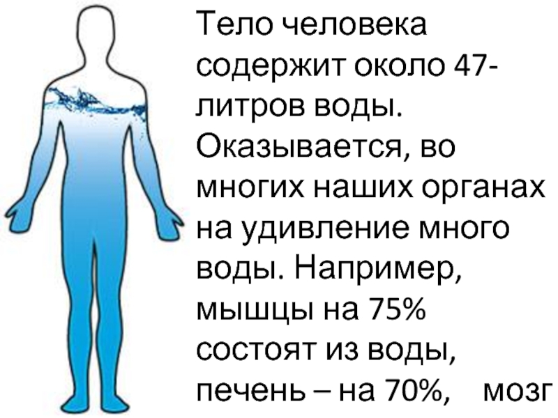 Тело человека содержит около 47-литров воды. Оказывается, во многих наших органах на удивление много воды. Например, мышцы
