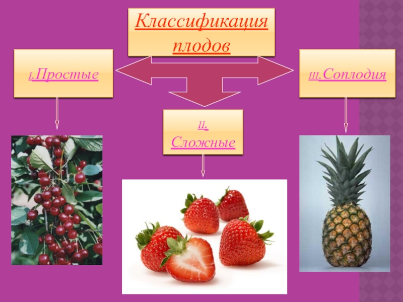Простые плоды сложные плоды соплодия. Классификация плодов соплодие. Классификация плодов простые и сложные соплодие. Соплодие простые плоды сложные плоды. Соплодие малины.