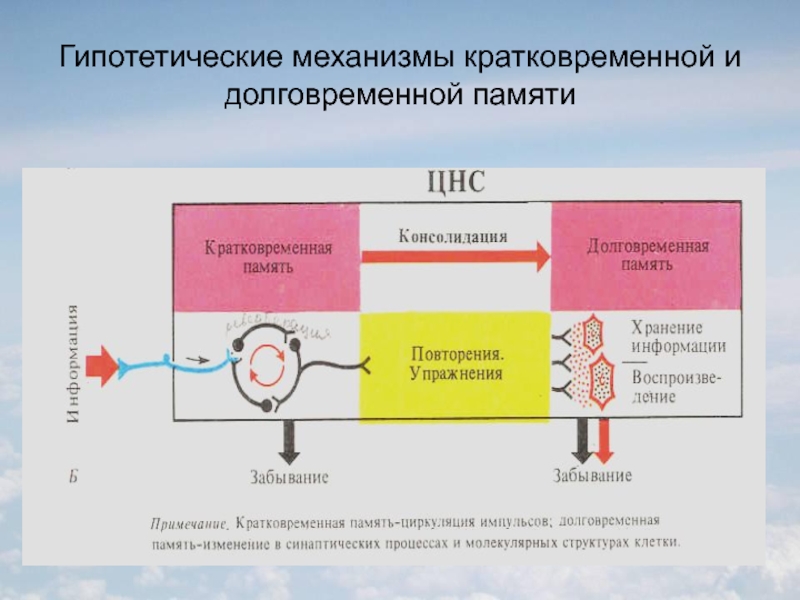 Кратковременная память презентация