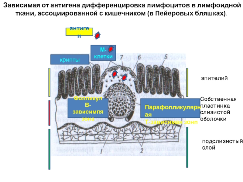 М клетки