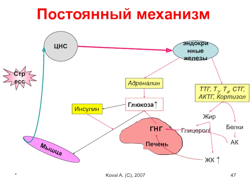 Кортизол и инсулин взаимосвязь схема