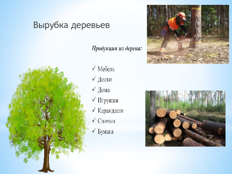 За 1 раз дерево. Вырубка лесов для детей. Вырубка лесов для бумаги. Рубка деревьев для бумаги. Вырубка лесов сообщение.