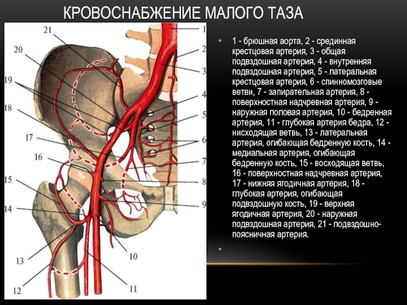 Общая подвздошная артерия презентация