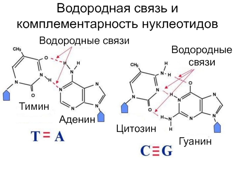 Днк нуклеотиды хромосомы аденин